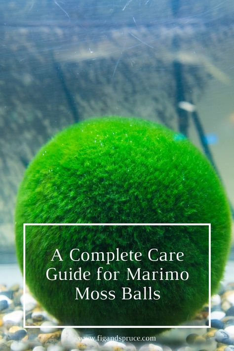 Moss Ball Aquarium Diy, Marimo Moss Ball Aquarium, Moss Ball Aquarium, Marimo Moss Ball Terrarium, Japanese Moss Balls, Low Maintenance Pets, Growing Moss, Beginner Gardening, Marimo Moss