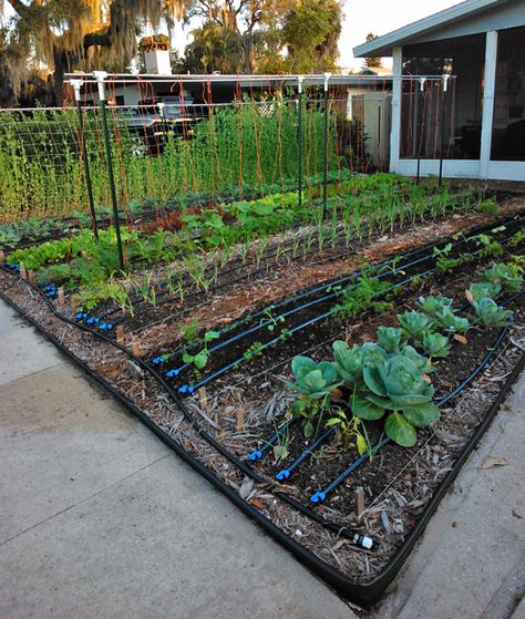 Space Coast Grocery Row Gardens (in the Suburbs!) | The Survival Gardener Grocery Row Gardening, Garden Rows Ideas, Row Garden Layout, Front Yard Hedges, Pink Lemon Tree, Chicken Composting, Gardens In Florida, Produce Garden, Garden Rows