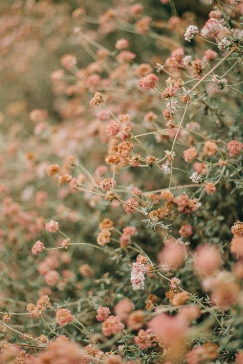 Anniversary Photography, Spring Aesthetic, Spring Vibes, Wallpapers Iphone, Nature Aesthetic, Flower Wallpaper, Aesthetic Photography, Pretty Flowers, Flowers Plants