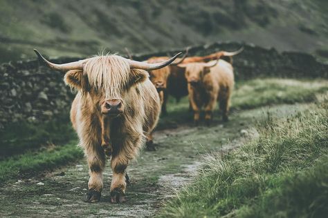 cow passing through grass, brown yak, nature, highland cow, cattle HD wallpaper Cow Wallpaper Aesthetic, Highland Cow Wallpaper, Highland Cow Pictures, Mini Highland Cow, Fluffy Cow, Cow Wallpaper, Country Backgrounds, Cow Photos, Longhorn Cow