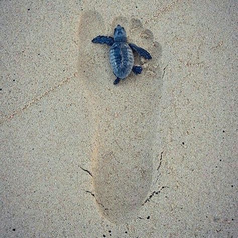 Baby Sea Turtle in a footprint Turtle Hatching, Sea Turtle Pictures, Turtle Images, Baby Sea Turtles, Baby Sea Turtle, Turtle Love, Funny Animal Photos, Turtle Art, Wild Creatures