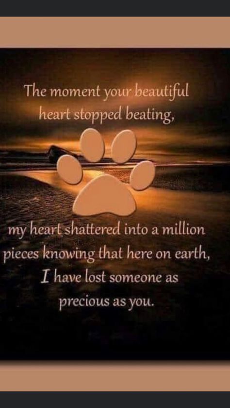 1 Year Without My Dog Quotes, Dog Remberance Ideas, I Miss My Cat So Much, Rainbowbridge Dogs Quotes, Pets In Heaven Quotes, In Memory Of My Dog Quotes, My Dog Quotes Love, Missing My Dog In Heaven, Missing Dog Quotes