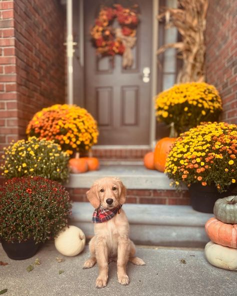 Puppy Fall Photoshoot, Beagle Photoshoot, Fall Puppy Photoshoot, Pup Photoshoot, Fall Puppy, Mums And Pumpkins, Breeding Business, Dog Family Pictures, Dog Breeding Business