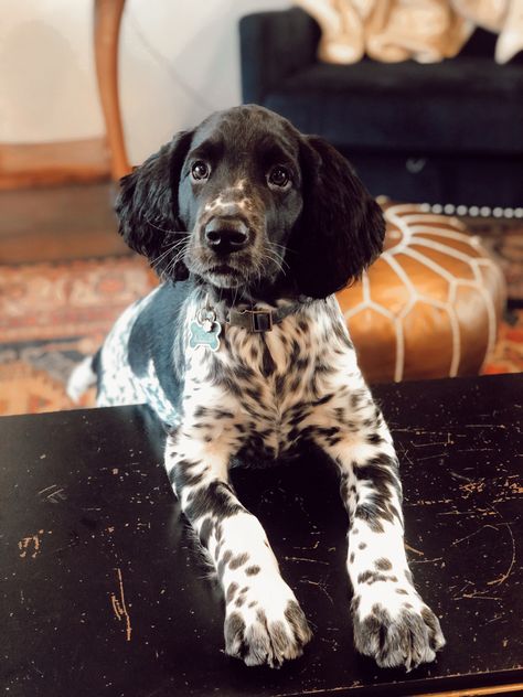 Munsterlander Puppy, Large Munsterlander Dog, Munsterlander Dog, Large Munsterlander, Springer Spaniel Puppies, Puppy Face, Cat Hair, Spaniel Puppies, Bird Dogs