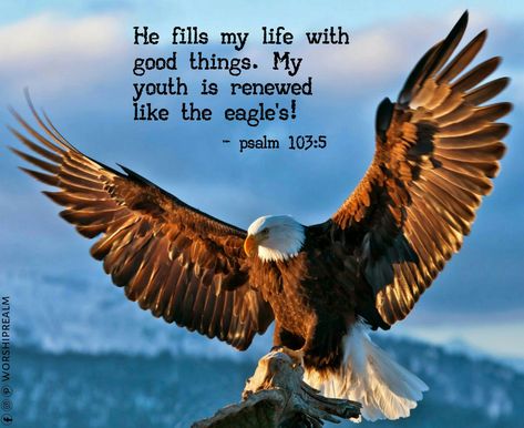 Psalm 103:5, KJV: Who satisfieth thy mouth with good things; so that thy youth is renewed like the eagle's. Psalm 103 5, Psalms 103, Tender Mercies, Psalm 103, Peace Scripture, Narcissism Relationships, O My Soul, Bless The Lord, Wings Art