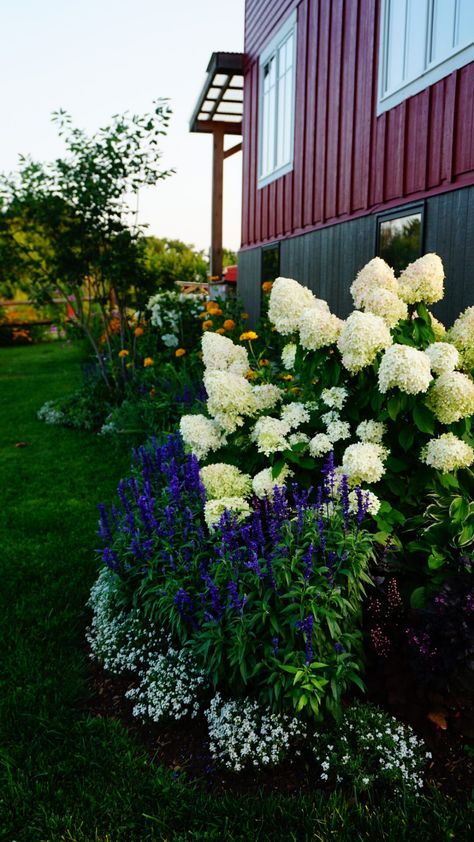 Hydrangea Landscaping, Front Flower Beds, Front Yard Garden Design, Farmhouse Landscaping, Front Landscaping, Fine Gardening, Front House Landscaping, Home Landscaping, Front Yard Garden