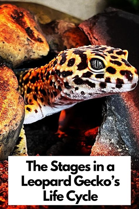 From Hatchling to Adulthood: The Stages in a Leopard Gecko's Life Cycle Unveiled!  Witness the Fascinating Journey of Growth, Shedding, and Maturation of These Mesmerizing Reptiles! Dive into Their Unique Developmental Phases and Learn How to Care for Your Gecko at Every Stage. Embrace the Wonder of Nature's Cycle! Explore the Gecko Life Cycle Today! 

IG PHOTO BY : _animal_menagerie_

Leopard Gecko Life Expectancy | Leopard Gecko Facts Animal Life Cycles, Bearded Dragon Care, Journey Of Growth, Leopard Gecko, Life Expectancy, Bearded Dragon, Life Cycle, Gecko, Life Cycles