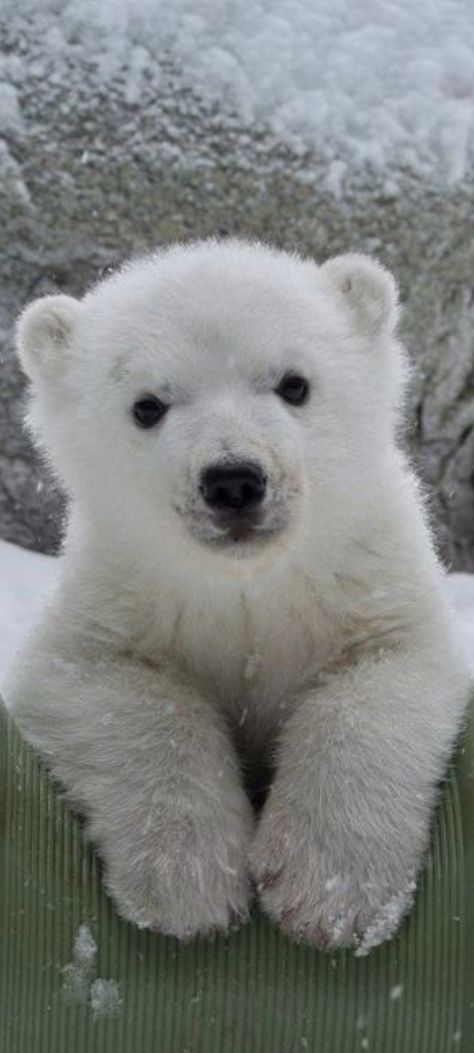 Polar Bears Aesthetic, Polar Bear Wallpaper Iphone, Cute Polar Bear Wallpaper, Polar Bear Wallpaper, Photo Ours, Mom Bear, Baby Polar Bears, Wild Baby, Cute Polar Bear