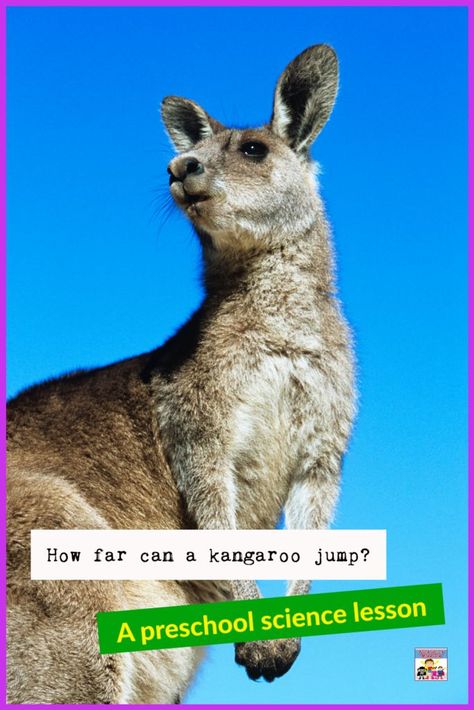 Learn how far does a kangaroo jump with your preschooler and compare how far you jump with this fun preschool science lesson. Preschool Science Lessons, Kangaroo Jumps, Kangaroo Kids, Pre-k Science, Animal Lessons, Science Lesson, Biology Lessons, Leap Year, Kindergarten Lessons