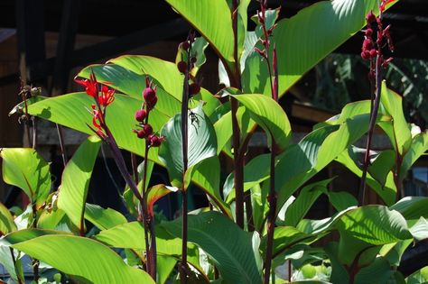 Brisbane Arrowroot - CANNA edulis Canna Edulis, Raw Material, Botany, Queensland, Brisbane, Plant Leaves, Seeds, Plants