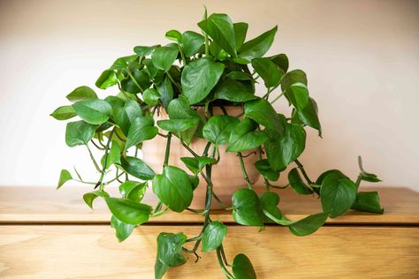 Looking to make your pothos fuller? Here are 6 methods that will encourage lush, healthy growth. Jade Pothos, Indoor Climbing Plants, Pothos Vine, Pothos Plants, Best Grow Lights, Snake Plant Care, Arrowhead Plant, Plant Benefits, Self Watering Pots