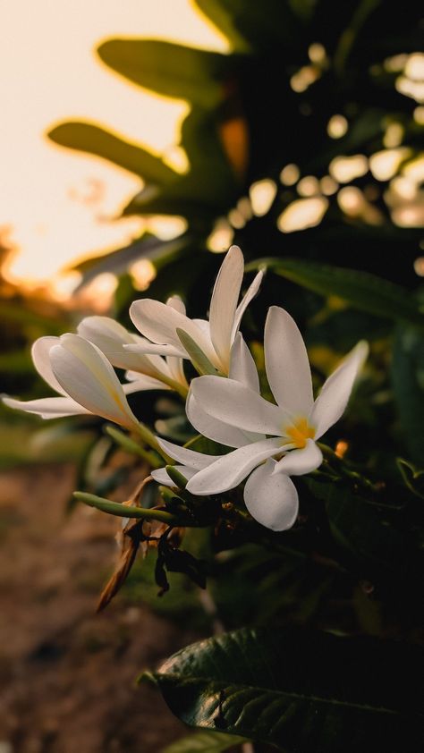 Nature Profile Pictures, Beautiful Images Nature Photography, Fall Flowers Aesthetic, Flowers Aesthetic Vintage, Simple Flower Bouquet, Best Dp, Flower Bouquet Gift, Flowers Simple, Diy Photo Book