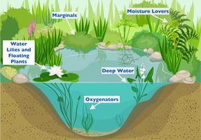 How To Make A Natural Pond, Nature Pond Ideas, Japanese Rice Fish Pond, Plants Around Ponds Landscaping, Koi Pond Plants, Pond Plants That Clean Water, Natural Pond Ideas, Plants For Ponds, Garden Pond Ideas