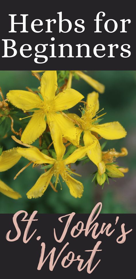 St Johns Wort Plant, Medicinal Herbs Remedies, Herbal Oils, Natural Medicine Cabinet, Medicinal Herbs Garden, St John's Wort, Fruit Flowers, Rock Garden Landscaping, Home Grown