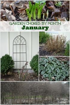 Garden chores for the month of January including the fruit, vegetable garden and flower garden, basic lawn and yard care, and seed starting. Garden Chores By Month, January Garden, Starting Garden, Oregon Cottage, Growing Tomatoes Indoors, Month January, Grow Tomatoes, Indoor Vegetable Gardening, Winter Vegetables