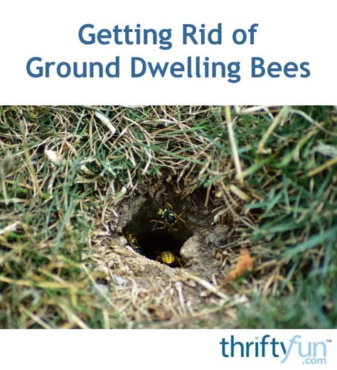 How To Get Rid Of Bees In The Ground, Ground Bees How To Get Rid Of, How To Get Rid Of Ground Bees Nests, Getting Rid Of Yellow Jackets, How To Get Rid Of Yellow Jackets In Ground, How To Get Rid Of Bees Outside House, Bumble Bee Nest, How To Make A Carpenter Bee Trap, Bee Killer