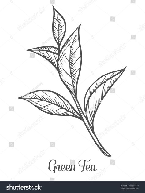 Green tea plant, leaf. Hand drawn sketch vector illustration. Floral branch organic lineart. Chinese Green tea, hot dr #Ad , #Affiliate, #sketch#drawn#illustration#vector Tea Leaves Tattoo, Tea Leaves Illustration, Green Tea Plant, Tea Tattoo, Leaves Sketch, Tea Illustration, Tea Logo, Chinese Green, Tea Plant