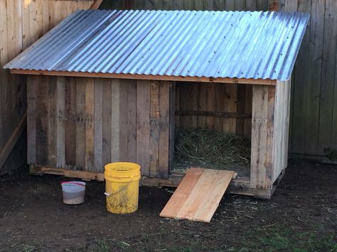 Front view of goose house. The ramp is temporary as I'm building a door that will double as the ramp during the day. Backyard Duck Coop, Duck Enclosure, Duck House Plans, Duck Houses, Duck Pens, Goose House, Goat Shelter, Backyard Ducks, Duck Coop