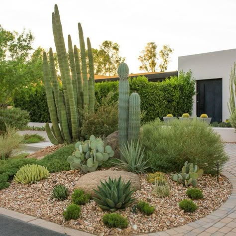 Residential Contemporary - Paradise Valley - 2013 - Contemporary - Landscape - Phoenix - by Greey Pickett | Houzz Mums Front Porch, Witchy Room Aesthetic, Desert Plants Landscaping, Cute Fall Backgrounds, Backgrounds Autumn, Front Porch Decor Fall, Fall Office Decor, Cactus Garden Landscaping, Fall Iphone Wallpaper