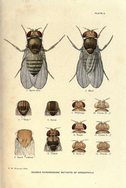 Contributions to the genetics of Drosophila melanogaster Drosophila Melanogaster, Biology Poster, John James Audubon, Insect Art, Scientific Illustration, Historical Characters, Historical Maps, Canvas Pictures, Animal Illustration