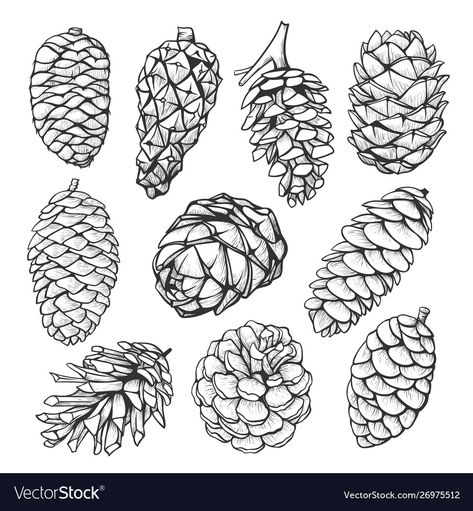 Fir Cones Drawing, Pine Tree And Pine Cone Tattoo, Pine Cone Tattoo One Line, Pine Cone And Needles Tattoo, Pinecone Illustration Simple, F Tattoo, Conifer Cone, Hand Drawn Vector Illustrations, Autumn Collection