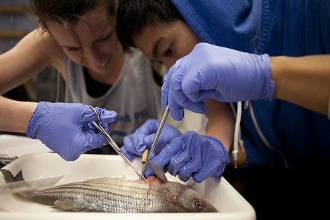 Marine Biology Fish Dissection 20 by UWAdmissions, via Flickr Fish Dissection, Uw Seattle, Fish Anatomy, Biology Student, Different Fish, Hold My Heart, Fish Species, Marine Biologist, Marine Biology