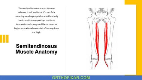 Semitendinosus Muscle Anatomy Semitendinosus Muscle, Anterior Cruciate Ligament, Hamstring Muscles, Cruciate Ligament, Muscle Anatomy, Lower Limb, Orthopedic Surgery, Muscle Groups, Way Down