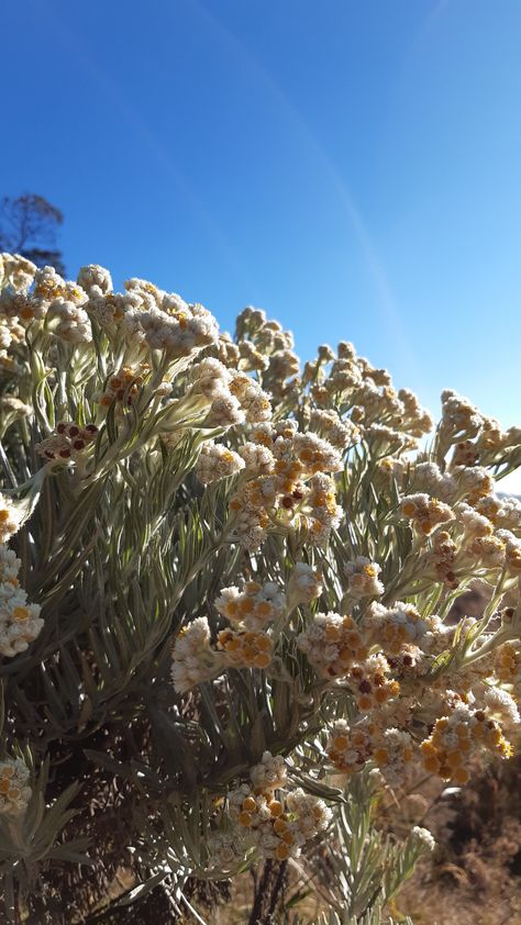 Edelweiss Flower Aesthetic Wallpaper, Fav Flower, Basketball Background, Edelweiss Flower, Apa Aja, Aesthetic Wallpapers, Scents, Iphone Wallpaper, Flowers