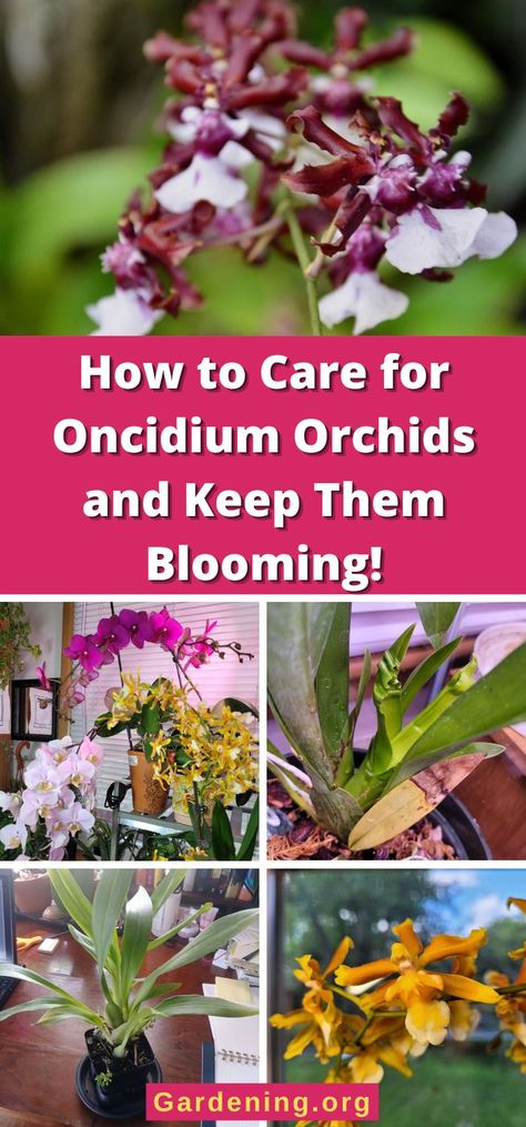 How to Care for Oncidium Orchids and Keep Them Blooming! Oncidium Orchids Care, How To Care For Orchids, Orchid Care Rebloom, Cymbidium Orchids Care, Planting Hacks, Oncidium Orchid, Indoor Cactus Plants, Orchids Care, Pvc Connectors