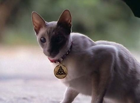 A Siamese cat named Kit finds herself without an owner and adopts three beautiful witches in the pilot episode of the series Charmed (1998). Beautiful Witches, Halloween Live Wallpaper, Charmed 1998, Beverly Hills Chihuahua, Playboy Logo, Charmed Tv, Holly Marie Combs, Holly Marie, Dogs Trust