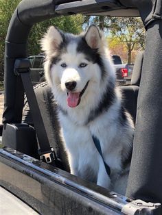 Fluffy Husky, Malamute Husky, Husky Owner, Cute Husky, Husky Mom, Husky Lover, Siberian Huskies, Alaskan Malamute, Husky Puppy