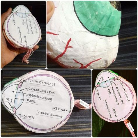 Model of an eyeSchool science project Eye Science Project, Model Of Eye School Project, Human Eye Model Project, Eye Model Project, Circulatory System Projects, Human Eye Diagram, Eye Project, Tapestry Of Grace, Human Body Science