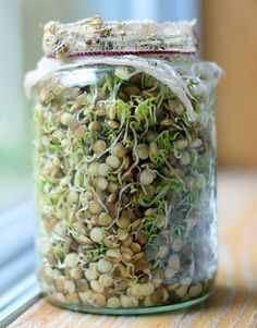 How To Sprout Lentils For Your Chickens #chickens Sprout Lentils, How To Sprout Lentils, Chicken Coup, Backyard Chicken Farming, Chicken Treats, Raising Backyard Chickens, Chicken Garden, Keeping Chickens, Building A Chicken Coop