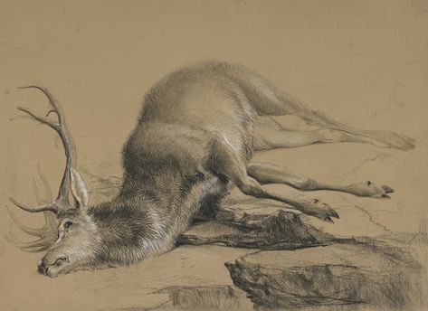 Dead Deer Drawing, Dead Animal Tattoo, Dead Animal Drawing, Edwin Landseer, Monarch Of The Glen, Drawings Of Animals, Deer Drawing, Gallery Of Modern Art, Deer Art