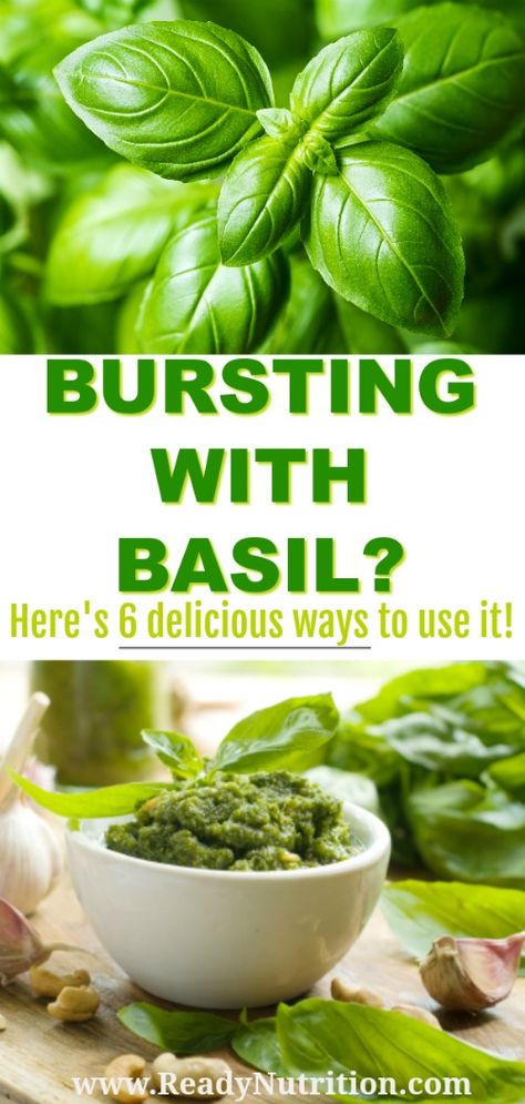 Bursting With Basil? Here's How to Use It | Ready Nutrition Pantry Recipe, Drying Fresh Herbs, Growing Basil, Small Cucumber, Basil Recipes, Fresh Spices, Plum Tomatoes, Basil Pesto, Recipes To Make