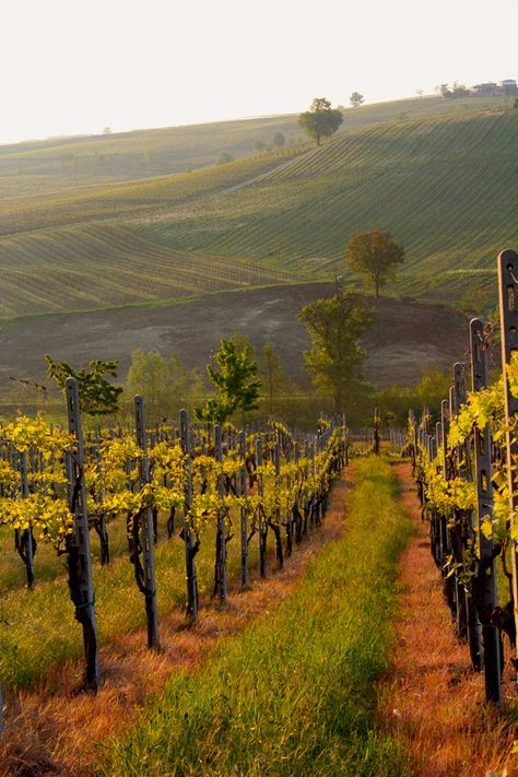 Mediterranean Vineyard, Italy Vineyards, Vineyard Pictures, Vineyard Italy, Vineyard Aesthetic, French Vineyard, Vineyard Photography, Italian Vineyard, Moose Pictures