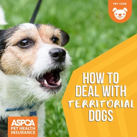 When the mail person arrives, the dog barks. When another dog walks down the sidewalk, the dog barks. Squirrel in the yard? The dog barks. Sound familiar to anyone? If so, your dog is displaying signs of being territorial. Don't worry, though. While different breeds show various signs and levels of aggressive territorial behaviors, it's a natural behavior that dogs have displayed for… well, as long as dogs have been around. Aggressive Dogs, Dog Training Aggression, Puppy Checklist, Puppy Diy, Puppy Breath, Dog Walks, Herding Dogs, Aggressive Dog, Dog Barking