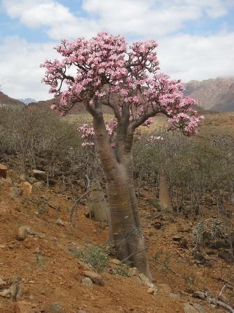 adenium obesum sokotranum Socotra Yemen, Socotra Island, Picture Sunset, Dragon Blood Tree, Weird Trees, Succulent Tree, Adenium Obesum, Socotra, Conifer Trees