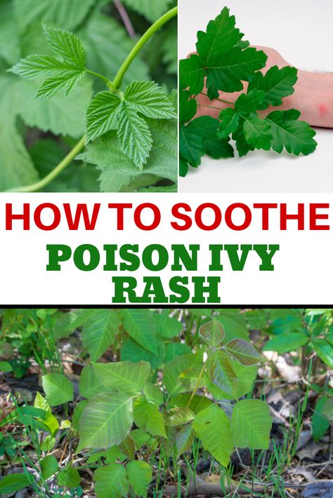 How To Get Rid of Poison Ivy Rash Fast  and Effectively.  You can use Natural Products you already have at Home. Learn what to put on a Poison Ivy Itch and soothe that rash fast with essential oils,  baking soda, apple cider vinegar and many more. These poison ivy natural remedies are much more effective than store bought. Remedies For Poison Ivy, Diy Hair Serum, Poison Ivy Leaves, Poison Ivy Rash, Poison Ivy Remedies, Diy Diffuser Blends, Baking Soda Bath, Roller Bottle Recipes, Homemade Makeup