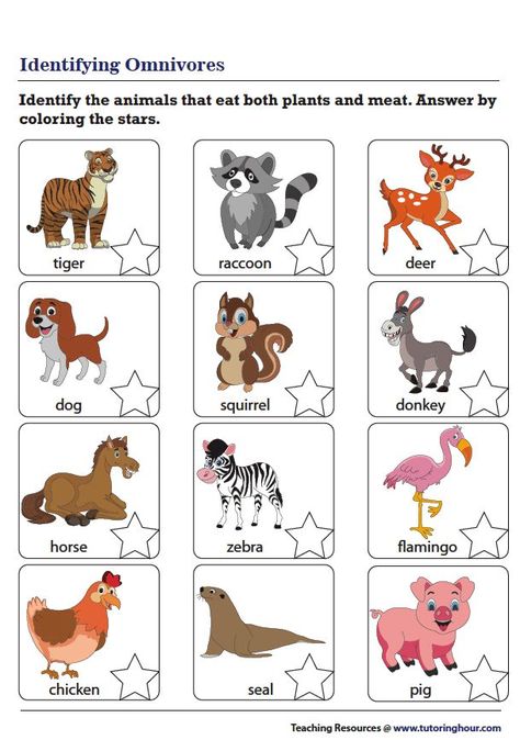 Identifying Omnivores Worksheet Carnivores Herbivores Omnivores, Classifying Animals, Animal Activities For Kids, Toddler Lessons, Preschool Activities Toddler, Animal Activities, Science Worksheets, Montessori Activities, Preschool Worksheets