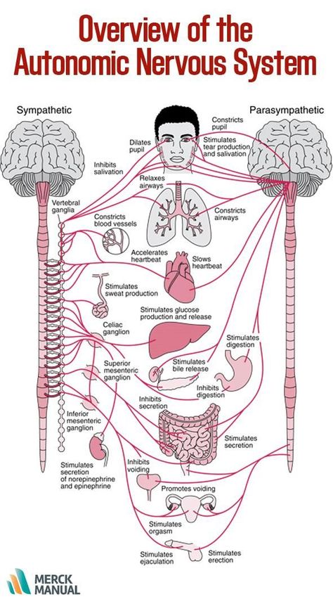 Many organs are controlled primarily by either the sympathetic or the parasympathetic division. Sometimes the two divisions have opposite effects on the same organ. For example, the sympathetic division increases blood pressure, and the parasympathetic division decreases it. Learn more. Medications Nursing, Nervus Vagus, Nerve Disorders, Sistem Saraf, Hypertension Diet, Medical Student Study, Human Body Anatomy, Medical School Studying, Nursing School Notes