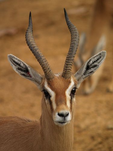 dorcas gazelle (Gazella dorcas) Dorcas Gazelle, Gazelle Animal, Thomson's Gazelle, Gazelle Horns, Horned Animals, Sand Cat, Save Wildlife, Deer Family, Bongos