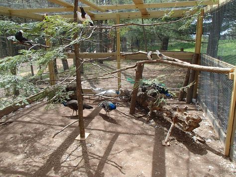 i need my pheasant pen inside set up like this Pheasant Pen Ideas, Pheasant Aviary, Pheasant Pen, Peacock Coop, Duck Aviary, Pvc Chicken Waterer, Raising Pheasants, Peacock Pen, Outdoor Aviary