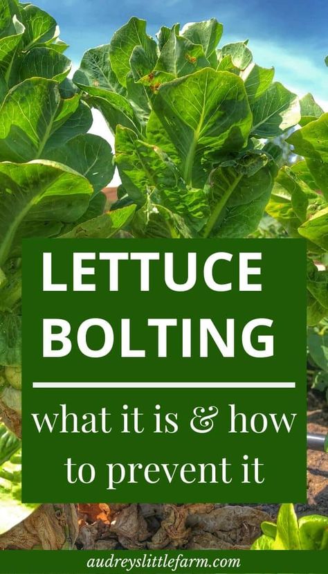 What To Do With Extra Lettuce, Garden Placement, Greenhouse Planting, Planting Layout, Planting Lettuce, Growing Vegetables In Pots, Garden Remedies, Black Thumb, Growing Lettuce