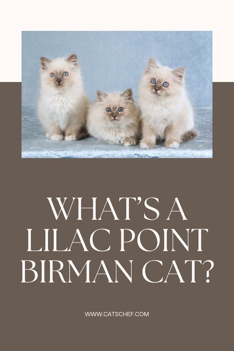 Oh, you haven’t witnessed perfection before you’ve held and cuddled a Lilac Point Birman (or any other color combination, to be honest). Trust me, Birman cats are some of the most charming felines out there. With gentle purrsonalities and huggable demeanor, they were sure to take the world by storm from the beginning. #catschef #cat #cats #kitten #kittens #catlover #catlovers #catlife #catoftheday #meow #pets #cute #love #animals #animallovers #kitty #kittycat #persiancat #mainecoon Birman Cat, Pets Cute, Talk Of The Town, Persian Cat, To Be Honest, The Talk, Maine Coon, Love Animals, Be Honest