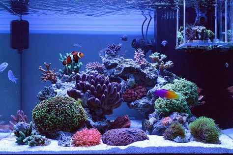 [​IMG] Saltwater Rockscape, Reef Tank Ideas, Reef Tank Design, Saltwater Aquarium Beginner, Reef Aquascaping, Salt Water Aquarium, Reef Tank Aquascaping, Saltwater Aquarium Setup, Nano Reef Tank