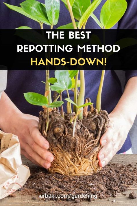 Transplanting Plants Indoor Pots, How To Replant Plants, How To Repot A Plant, Transplant Succulents, Rooting Plants, Planting Hacks, Gardening Greenhouse, Transplanting Plants, Angel Plant