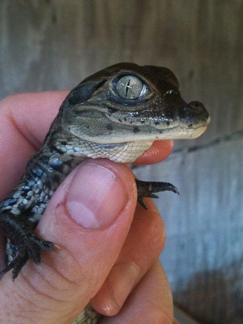 Baby Alligator at St. Augustine Alligator farm Zoological Park. Alligator Humanoid, Underrated Animals, Crocodile Species, Alligator Tattoo, Water Dragons, Baby Crocodile, Cajun Christmas, Cute Alligator, Baby Alligator