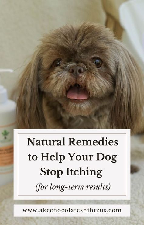 Dog Food to Help with Itching | Natural Dog Itching Remedies | We found the BEST dog food for itching! If you’re looking for natural dog itching remedies, you are in the right place! Our Shih Tzu, Misto, went from miserable and constantly itching, to her healthiest and happiest yet when we switched her dog food and added a few natural supplements to her diet. Click this pin to discover what helped Misto stop itching, or save this pin for later! Dog Scratching Remedies, Diy Itch Relief For Dogs, Homemade Dog Food For Itchy Skin, Dog Allergy Remedies Itch Relief, Stop Dog Itching, Itching Remedies, Dog Rash, Dog Itching Remedies, Bird Ideas