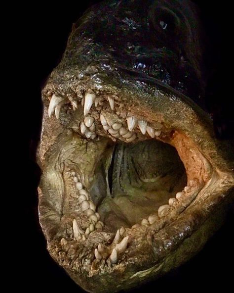 OceanX on Instagram: “If the #SundayScaries were an animal.⠀ ⠀ Perhaps what's most unnerving is those teeth—not the sharp ones, but the rows of molars, the ones…” Fish Taxidermy, Weird Sea Creatures, Leafy Sea Dragon, Monster Fish, Monster Fishing, Mythical Dragons, Scary Animals, Deep Sea Creatures, Marine Fish